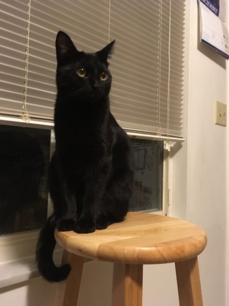 Picture of a cat / kitten / feline