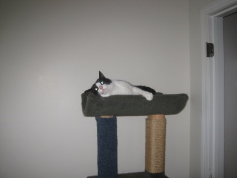 Picture of a cat / kitten / feline