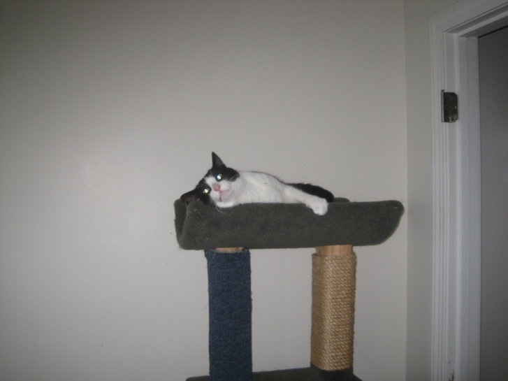 Picture of a cat / kitten / feline