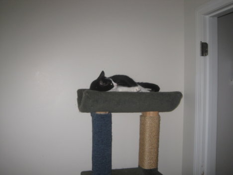 Picture of a cat / kitten / feline