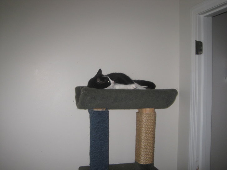 Picture of a cat / kitten / feline