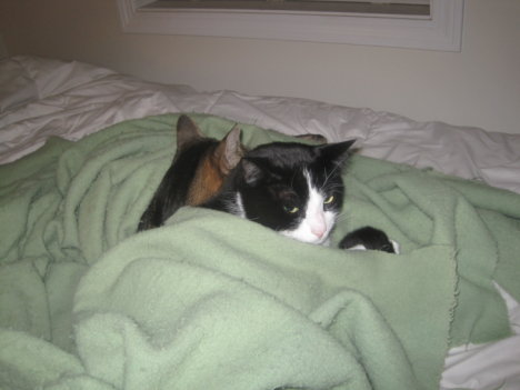 Picture of a cat / kitten / feline