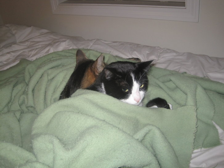 Picture of a cat / kitten / feline