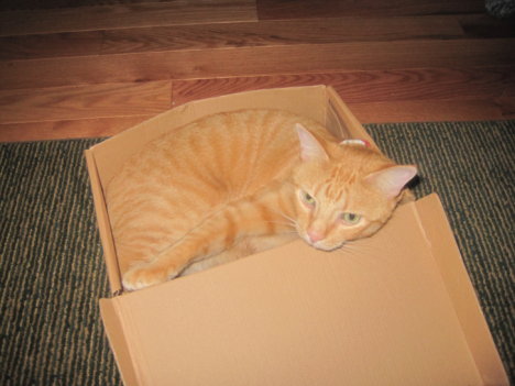 Picture of a cat / kitten / feline