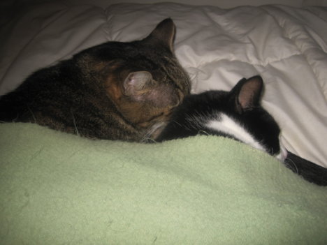 Picture of a cat / kitten / feline