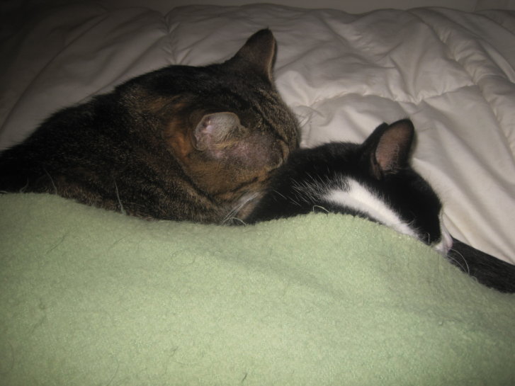 Picture of a cat / kitten / feline