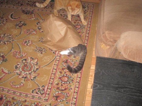 Picture of a cat / kitten / feline