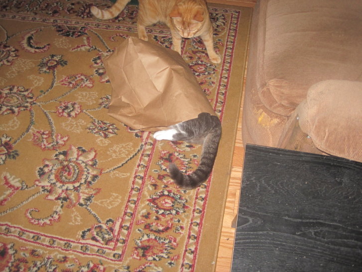 Picture of a cat / kitten / feline