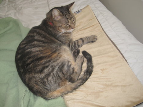 Picture of a cat / kitten / feline