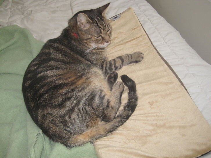 Picture of a cat / kitten / feline