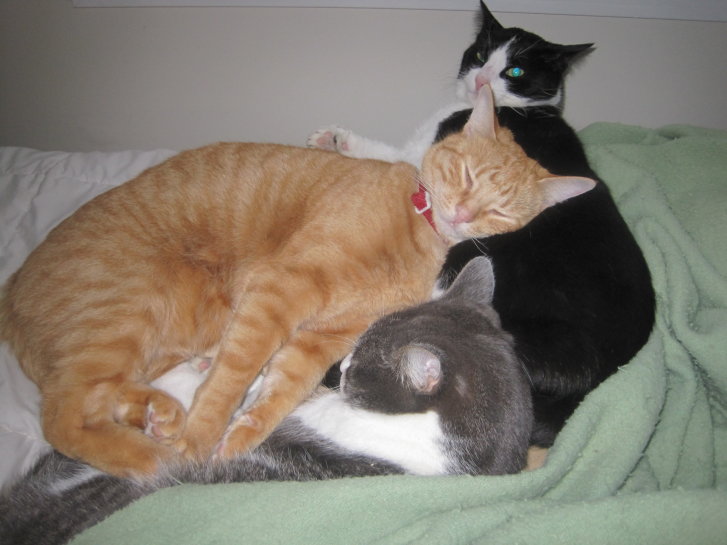 Picture of a cat / kitten / feline