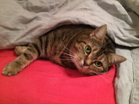 Picture of a cat / kitten / feline