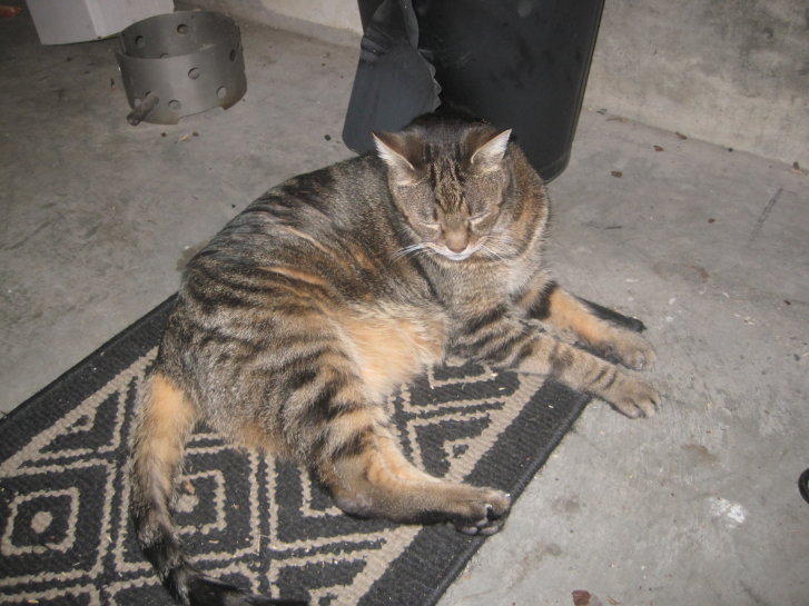 Picture of a cat / kitten / feline