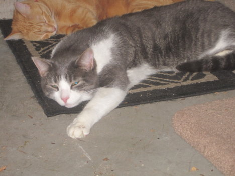 Picture of a cat / kitten / feline