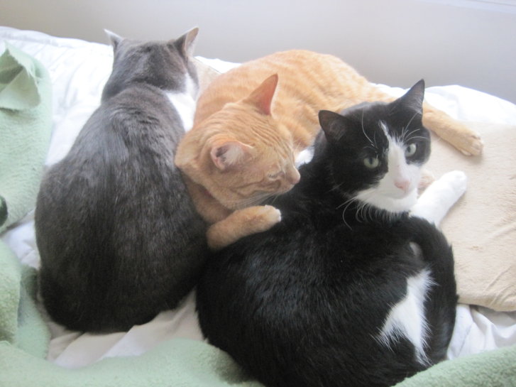 Picture of a cat / kitten / feline