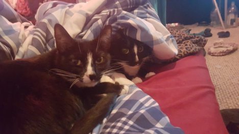 Picture of a cat / kitten / feline