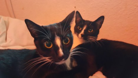 Picture of a cat / kitten / feline