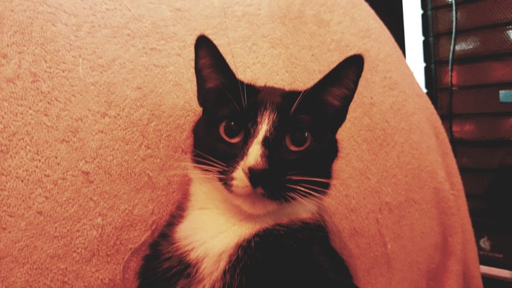 Picture of a cat / kitten / feline