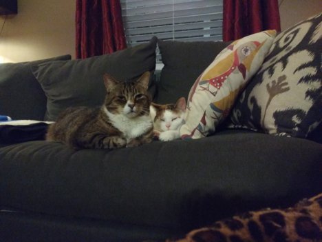 Picture of a cat / kitten / feline