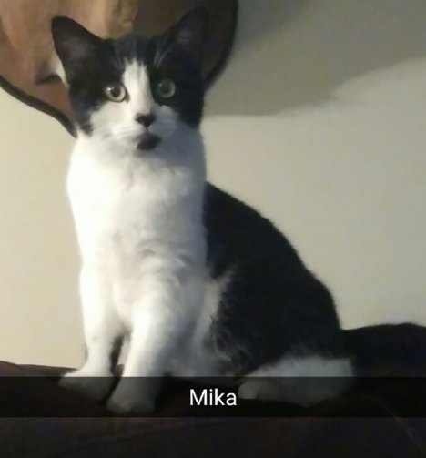 Picture of a cat / kitten / feline