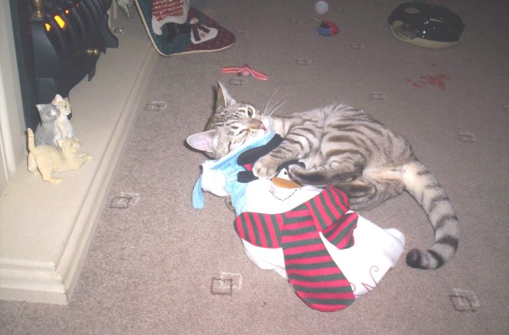 Picture of a cat / kitten / feline