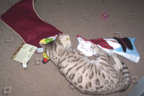 Picture of a cat / kitten / feline