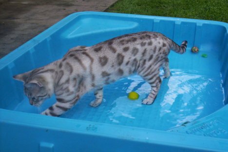 Picture of a cat / kitten / feline