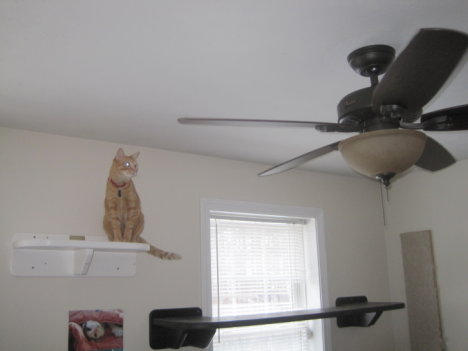 Picture of a cat / kitten / feline