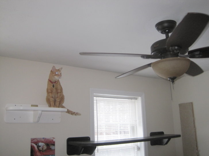 Picture of a cat / kitten / feline