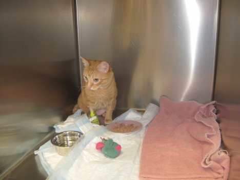 Picture of a cat / kitten / feline