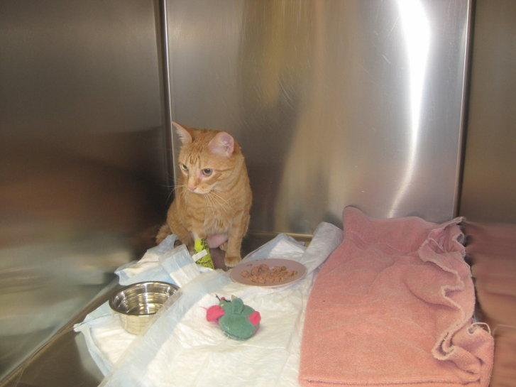 Picture of a cat / kitten / feline