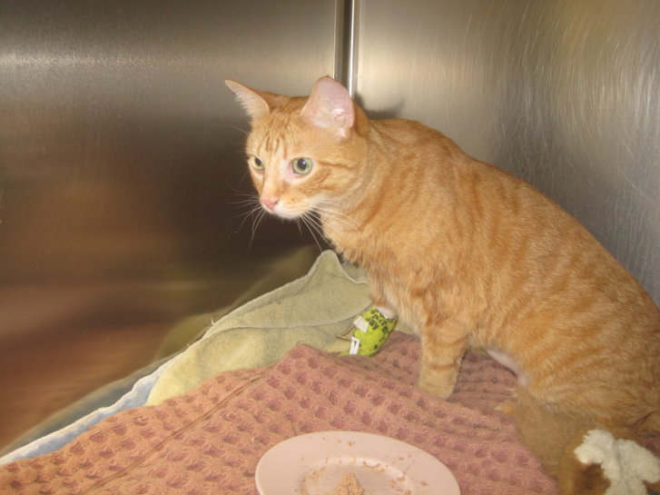 Picture of a cat / kitten / feline