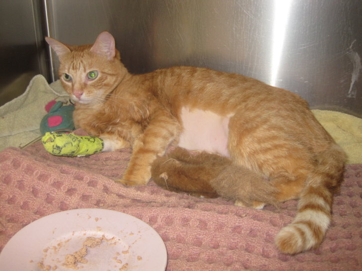 Picture of a cat / kitten / feline