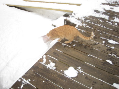 Picture of a cat / kitten / feline