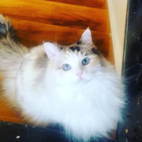 Picture of a cat / kitten / feline