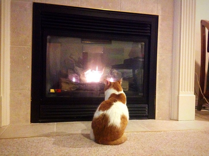 Picture of a cat / kitten / feline