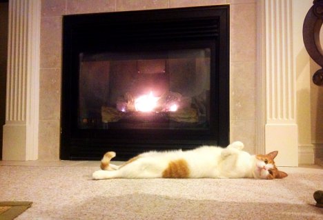 Picture of a cat / kitten / feline