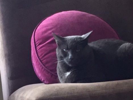 Picture of a cat / kitten / feline