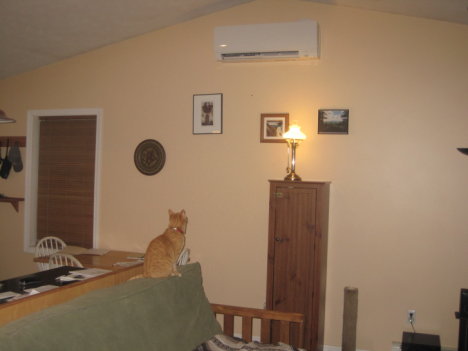 Picture of a cat / kitten / feline