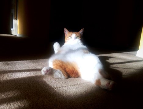 Picture of a cat / kitten / feline