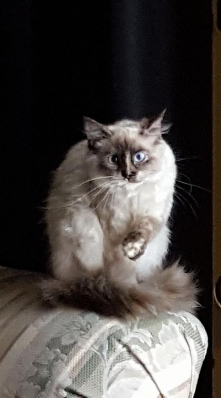 Picture of a cat / kitten / feline