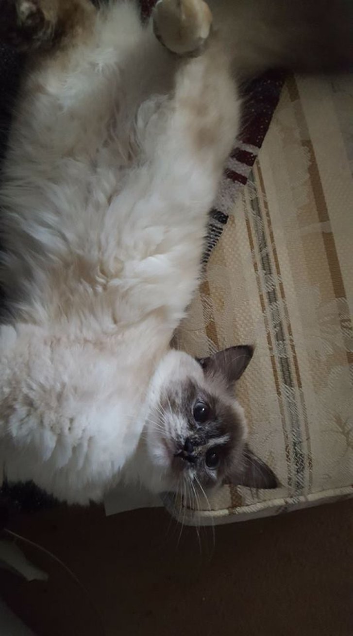 Picture of a cat / kitten / feline