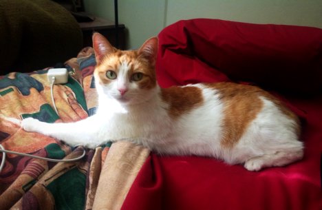 Picture of a cat / kitten / feline