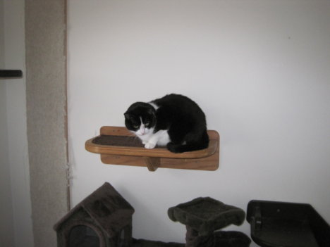 Picture of a cat / kitten / feline