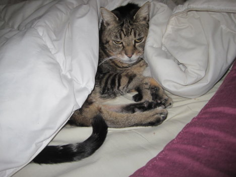 Picture of a cat / kitten / feline