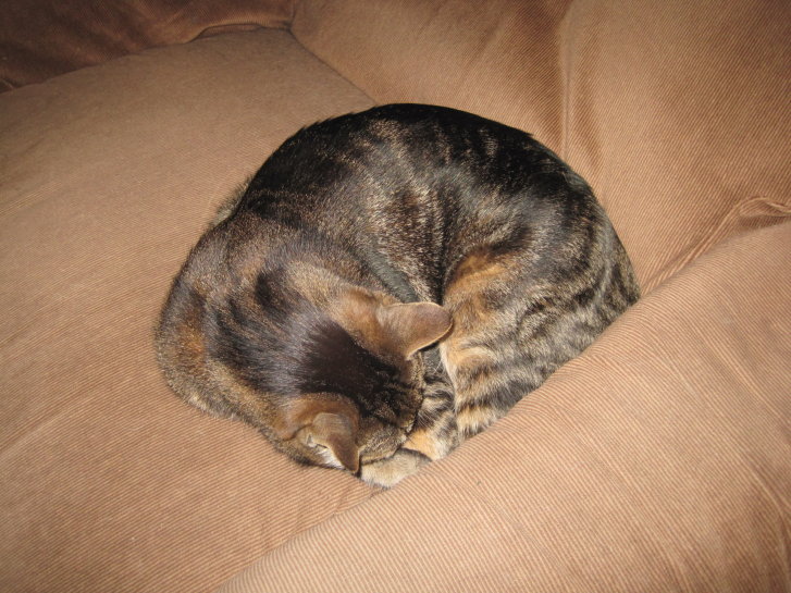 Picture of a cat / kitten / feline