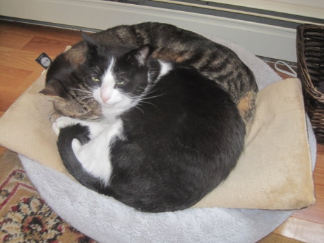 Picture of a cat / kitten / feline