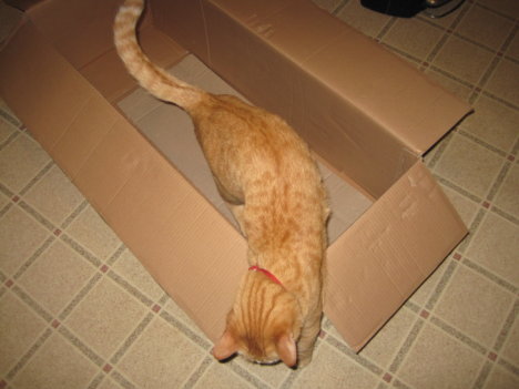 Picture of a cat / kitten / feline