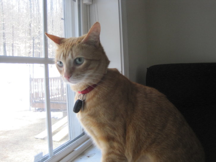 Picture of a cat / kitten / feline