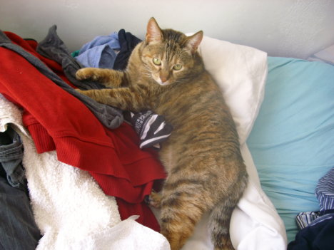 Picture of a cat / kitten / feline